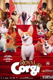 Royal Corgi