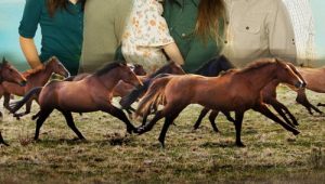 Heartland: Saison 13 Episode 10