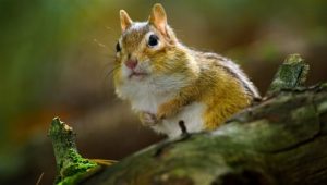 Tiny World: Saison 1 Episode 5
